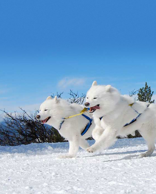 Samoyed Club of America Culture Foundry Digital Agency in Austin