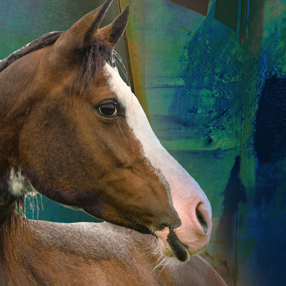 Image of a brown horse with a white blaze on its nose shown in profile over a teal green background