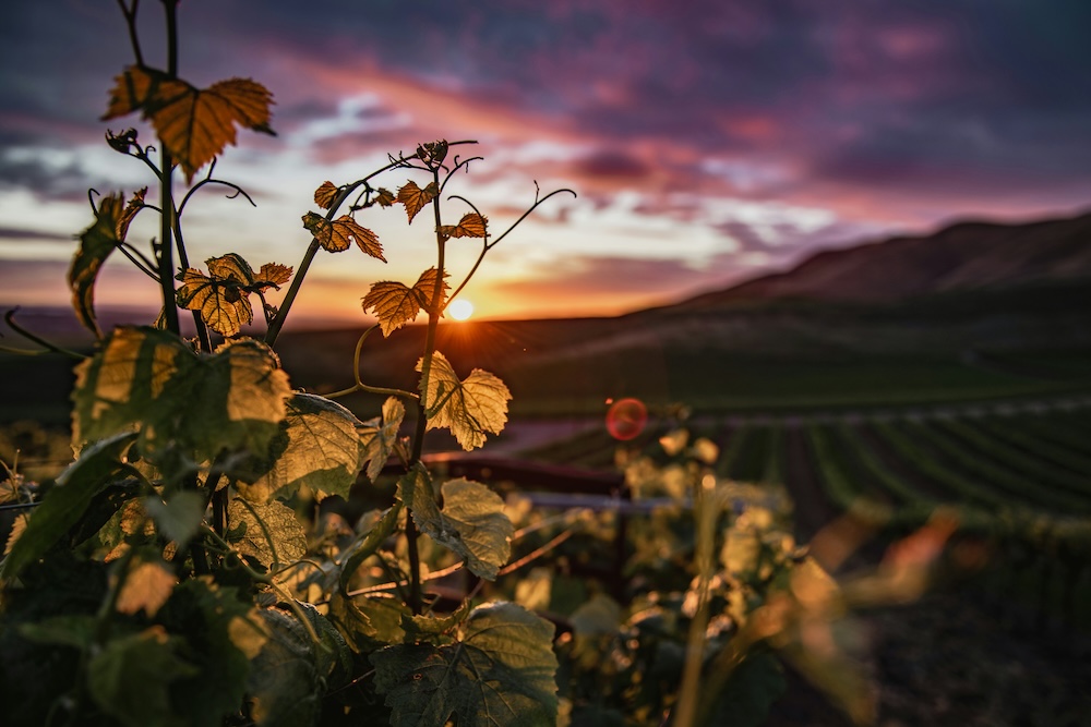 Winery Sunset